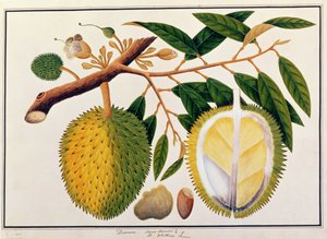 ドアラまたはデュリオエルコラエ、マラッカの植物の絵、c.1805-18（紙にトイレ）